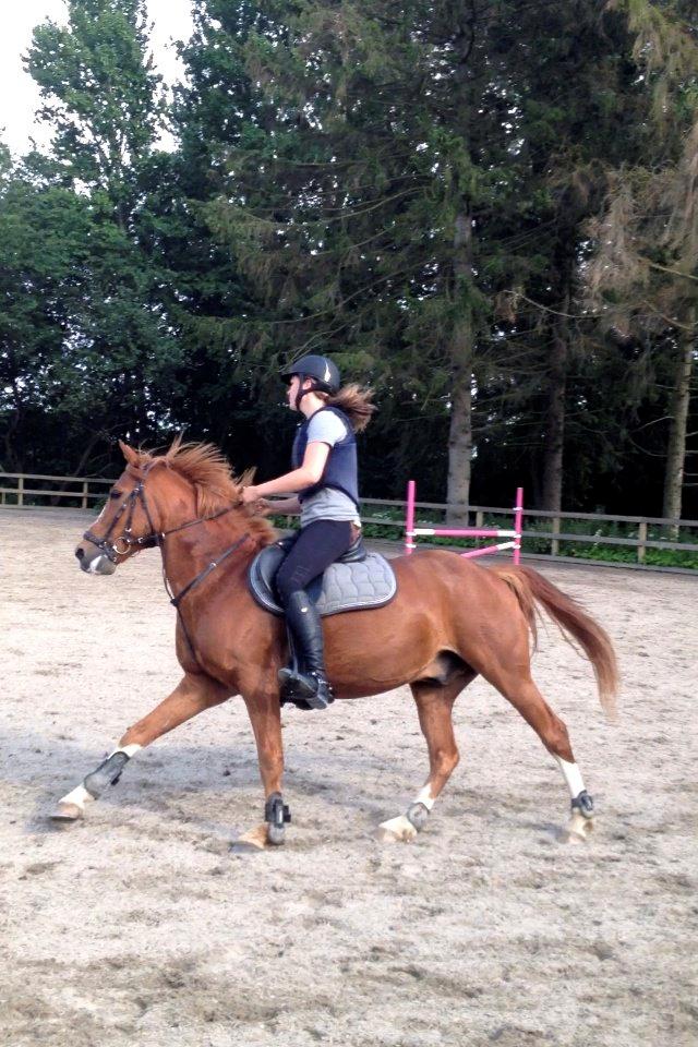 DSP Lintrupgaard Cavito - Da jeg var ude at prøve ham første gang <3  billede 22