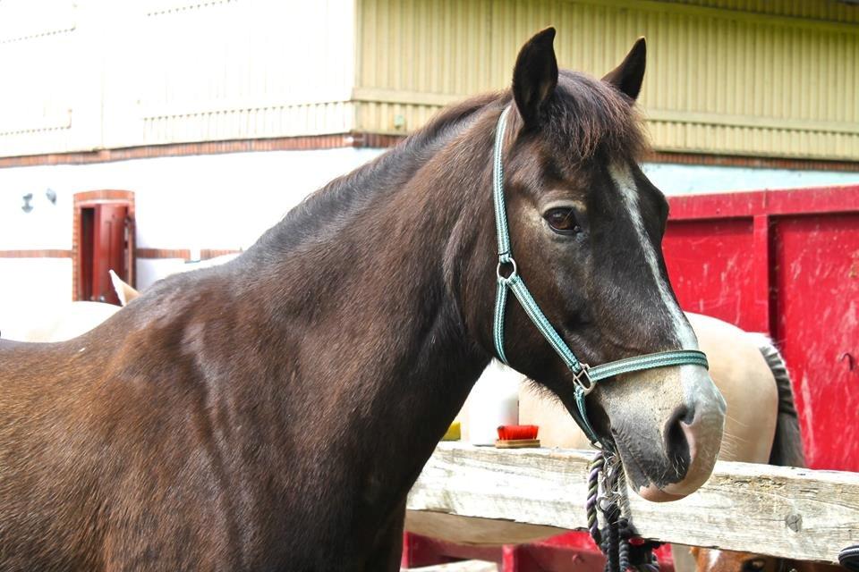 Anden særlig race Solly - Solly <3 billede 1