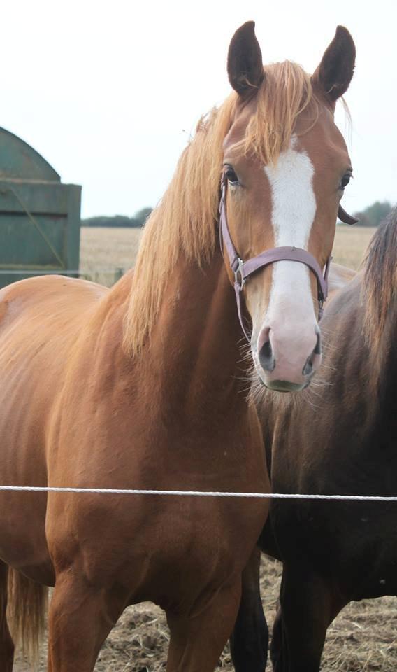 Dansk Varmblod Alby's Zoulmate billede 1