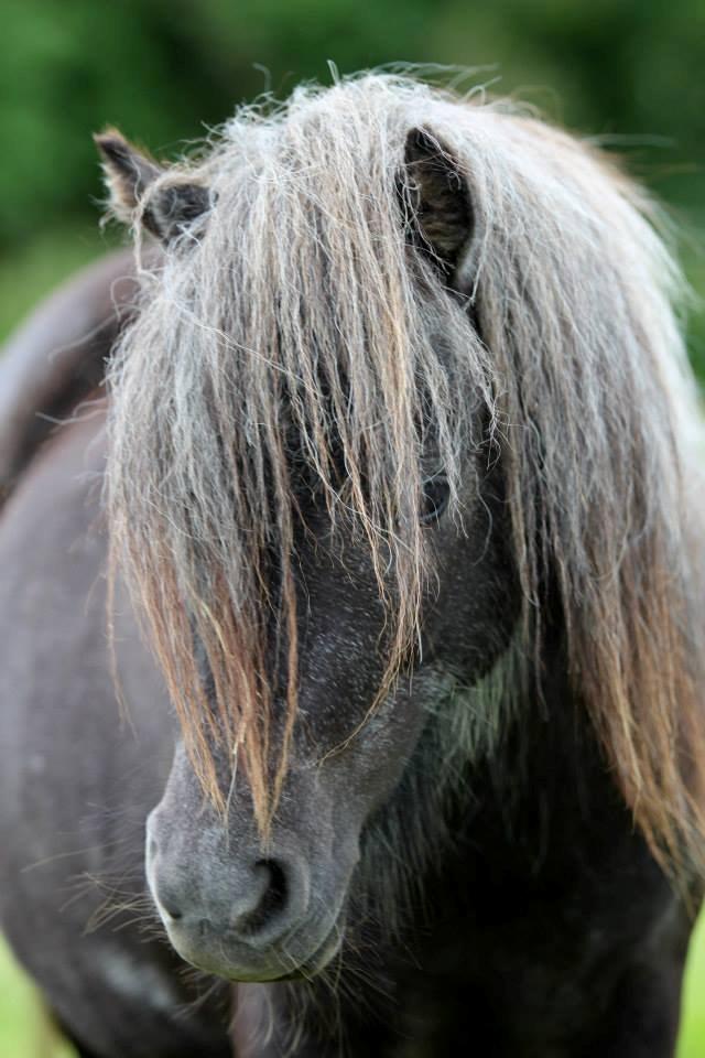 Shetlænder Bækkeskovens Hope go light billede 1