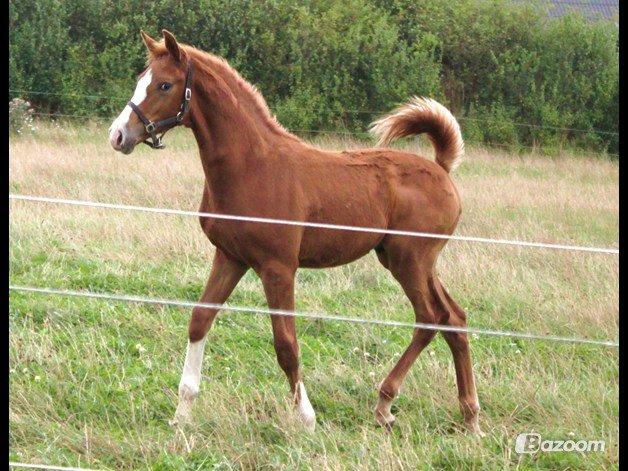 Dansk Varmblod Alby's Zoulmate billede 2