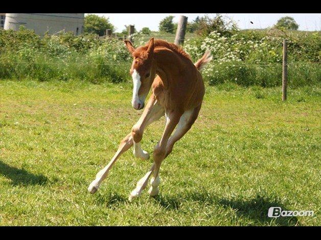 Dansk Varmblod Alby's Zoulmate billede 3