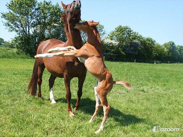 Dansk Varmblod Alby's Zoulmate billede 4