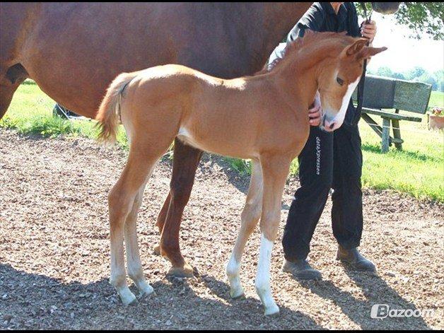 Dansk Varmblod Alby's Zoulmate billede 5