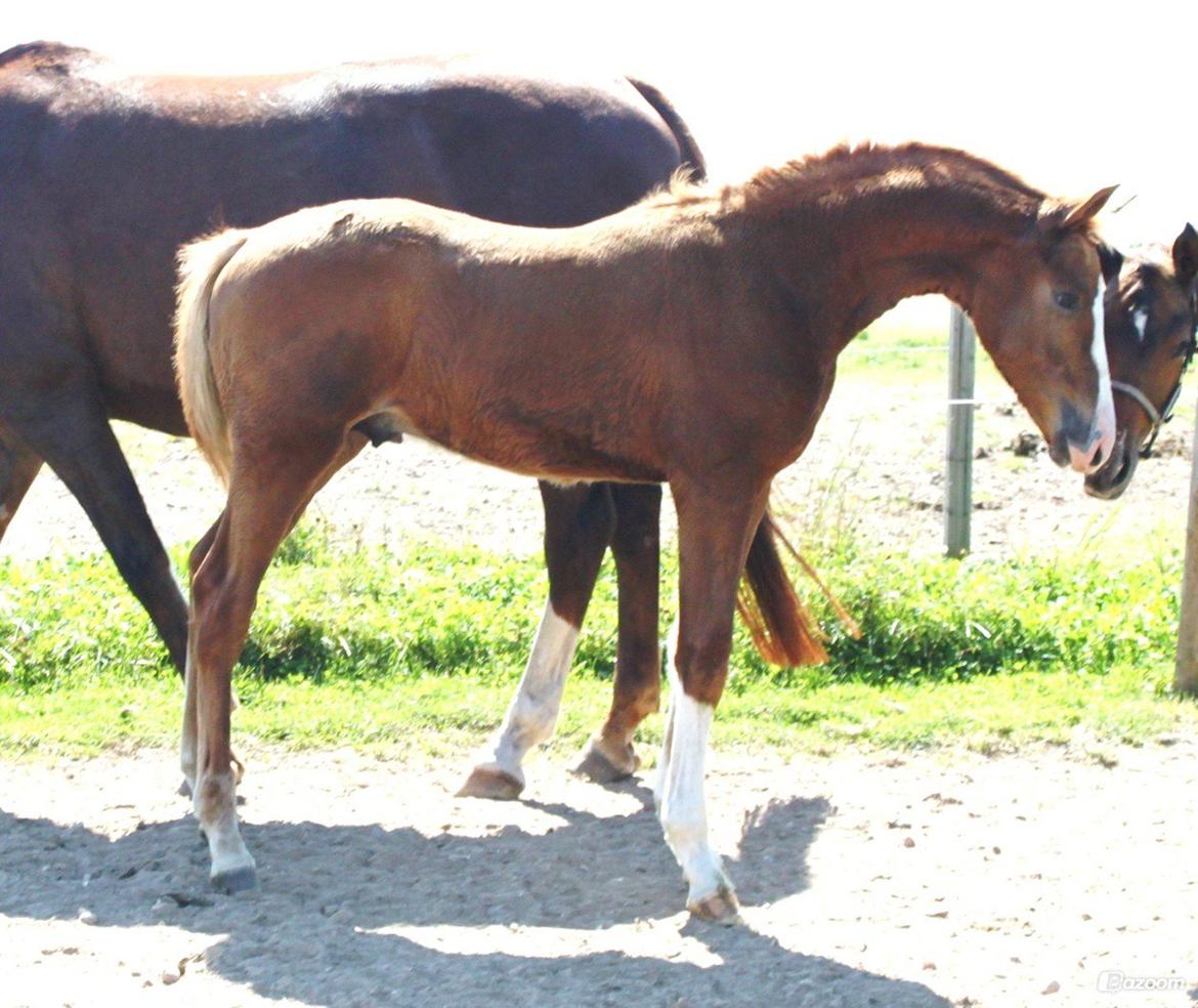 Dansk Varmblod Alby's Zoulmate billede 6