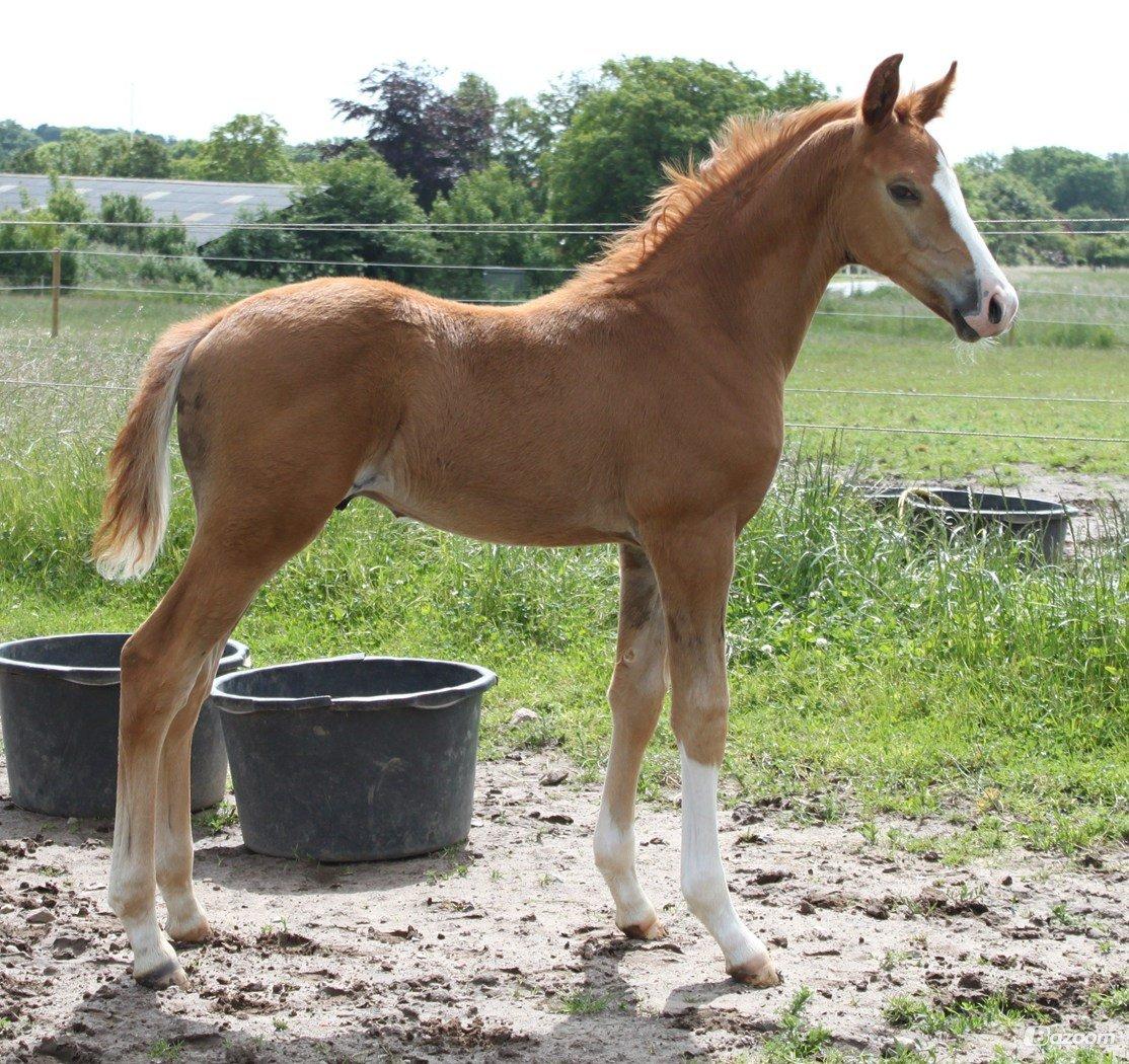 Dansk Varmblod Alby's Zoulmate billede 7