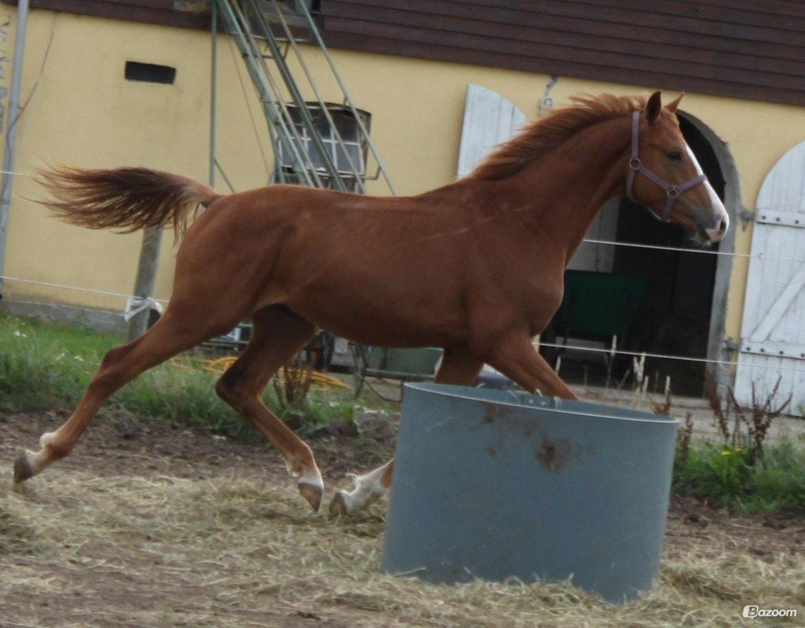 Dansk Varmblod Alby's Zoulmate billede 8