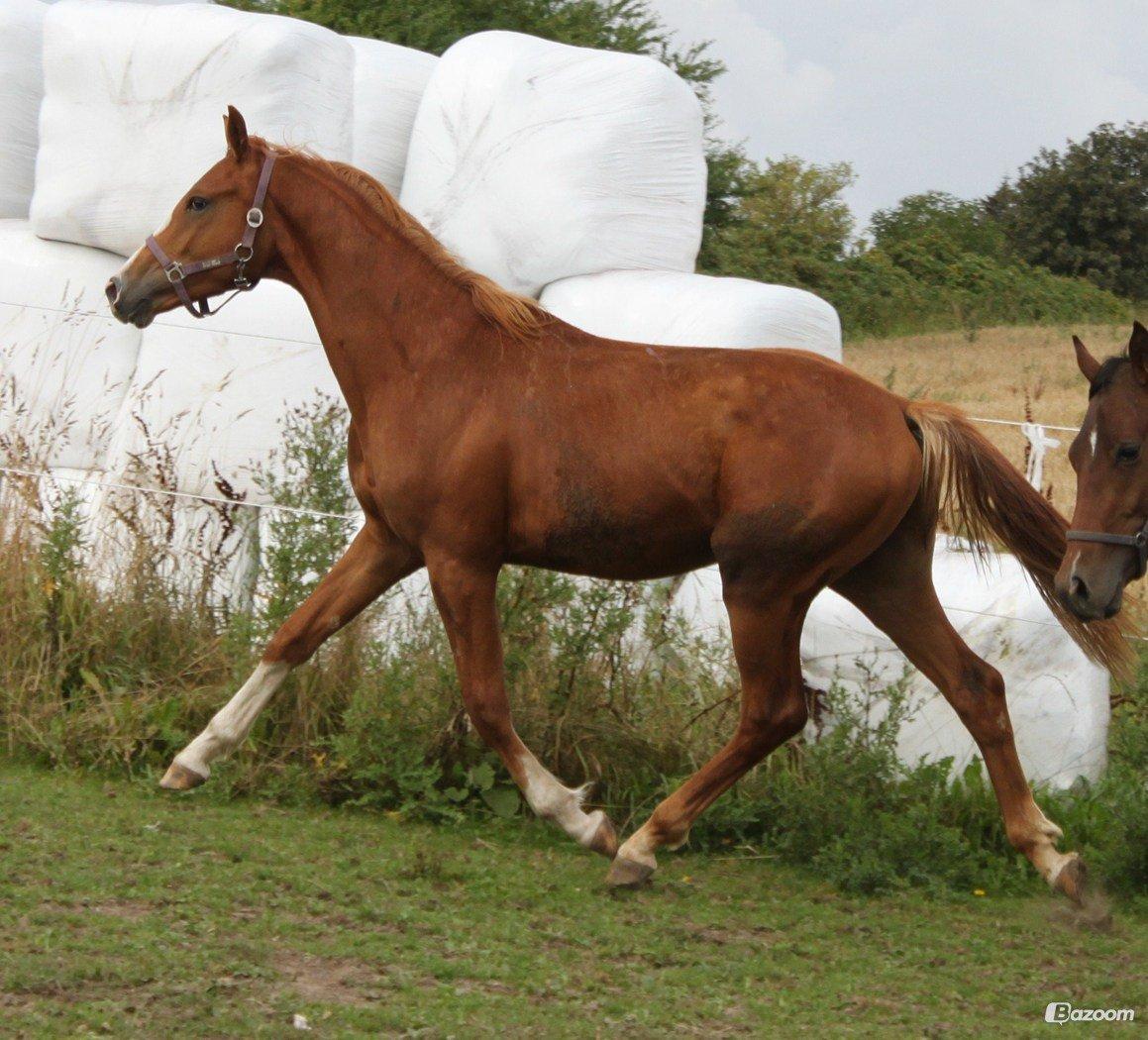 Dansk Varmblod Alby's Zoulmate billede 9