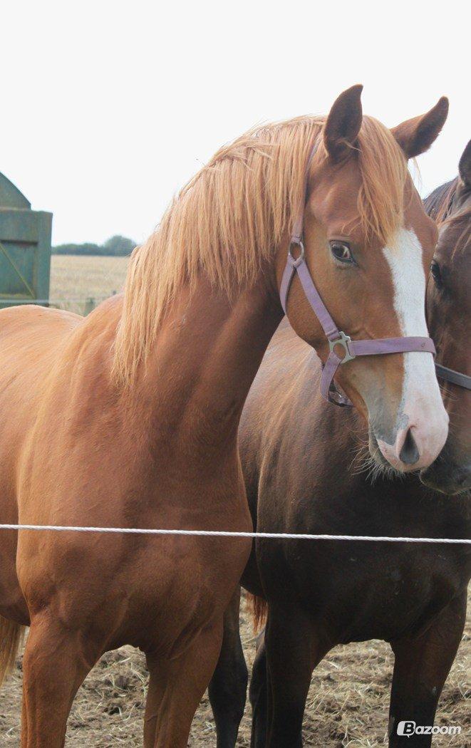 Dansk Varmblod Alby's Zoulmate billede 10