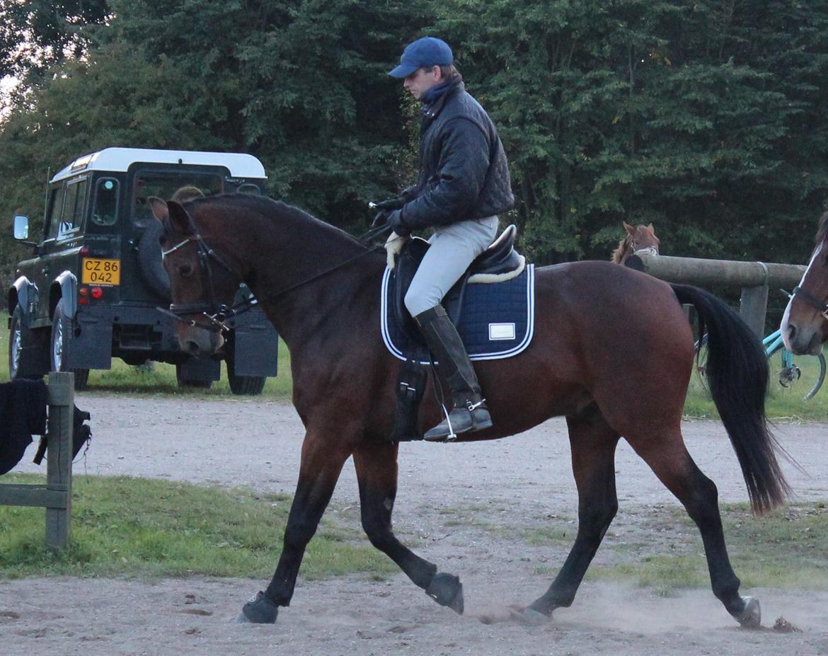 Oldenborg Shogun af Bækkeskov - Shogun 3 år og 4 mdr. 
i hans tilridning billede 1