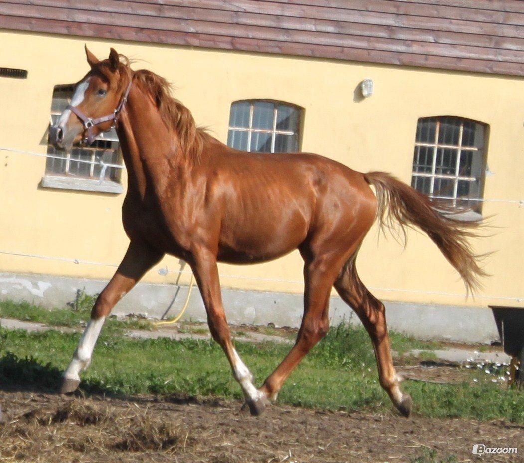 Dansk Varmblod Alby's Zoulmate billede 11