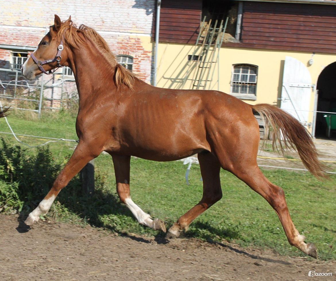 Dansk Varmblod Alby's Zoulmate billede 12