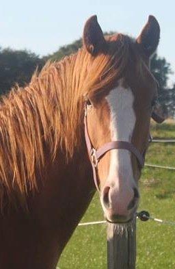 Dansk Varmblod Alby's Zoulmate billede 13