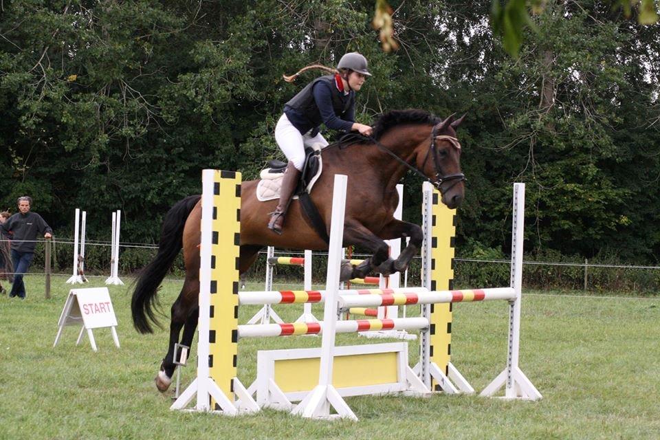 Dansk Varmblod Enekærs Rio-Belle billede 16