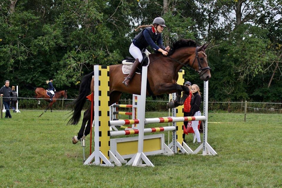 Dansk Varmblod Enekærs Rio-Belle billede 17