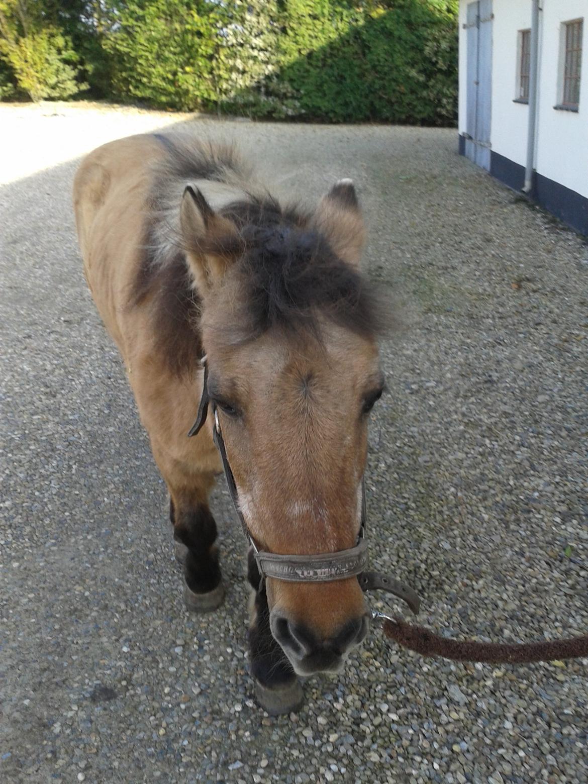 Anden særlig race Blinka<3 - Prinsesse! <3
 billede 17