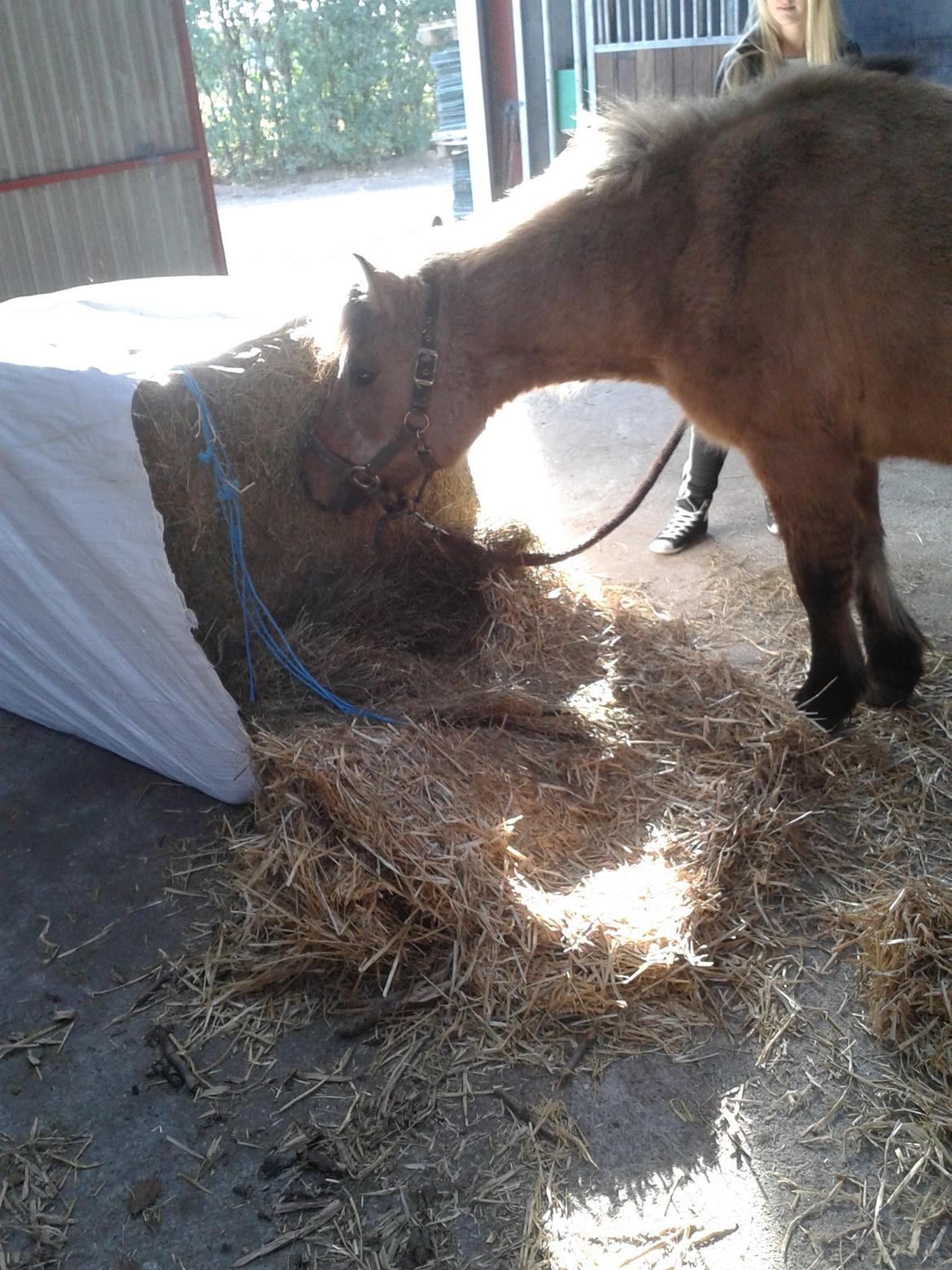 Anden særlig race Blinka<3 - Lækker hø balle! <3  billede 15