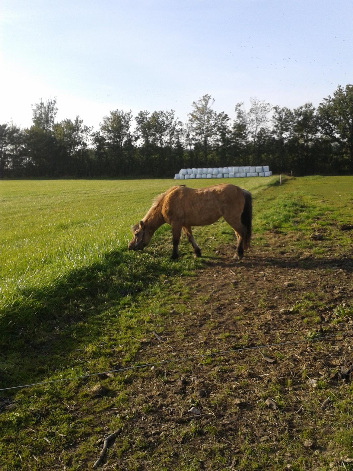 Anden særlig race Blinka<3 - Grææææs! <3 <3 billede 19