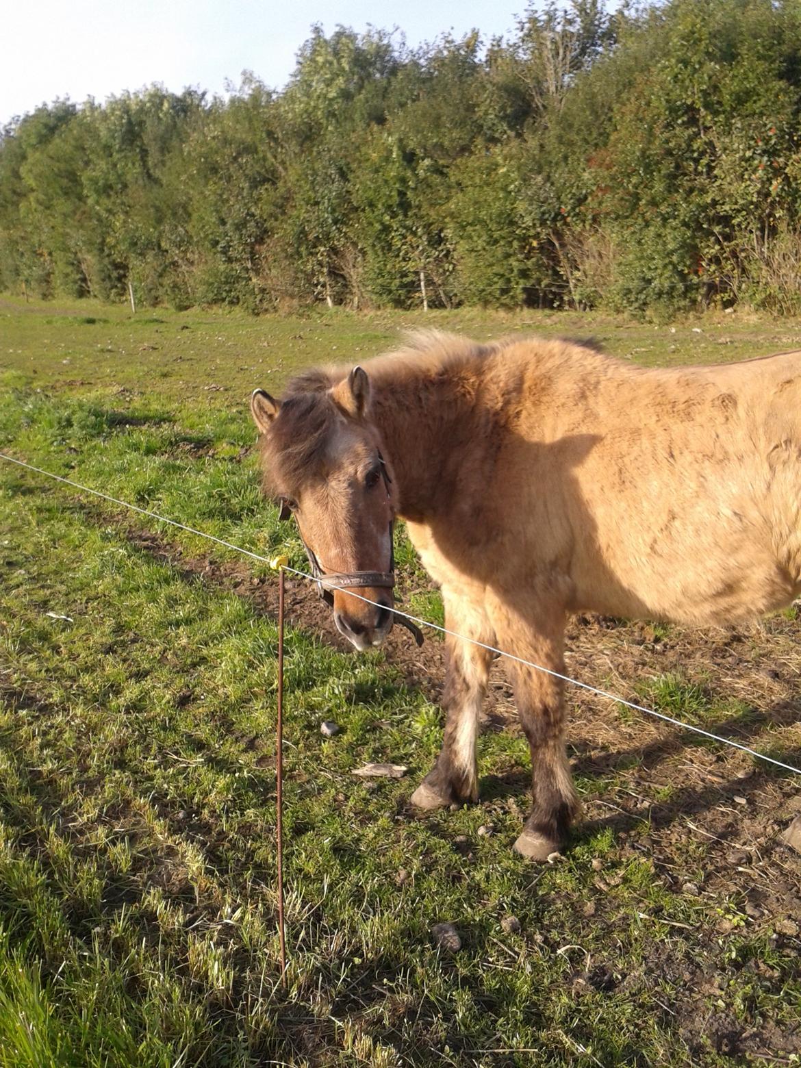 Anden særlig race Blinka<3 - Jeg elsker dig for evigt min lille prinsesse! <3 <3  billede 2