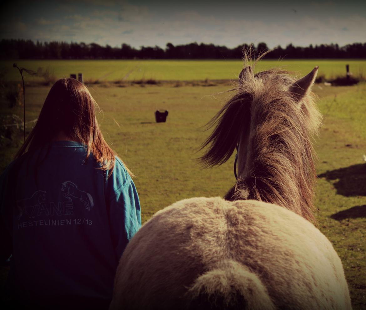 Islænder Disa fra Fruerlund - Vi følges ad, gennem tykt og tyndt <3
 Efterår 2013Billede: Yamira billede 41