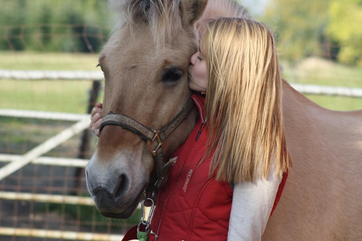 Fjordhest Arkibald - 03-10-2013 billede 1