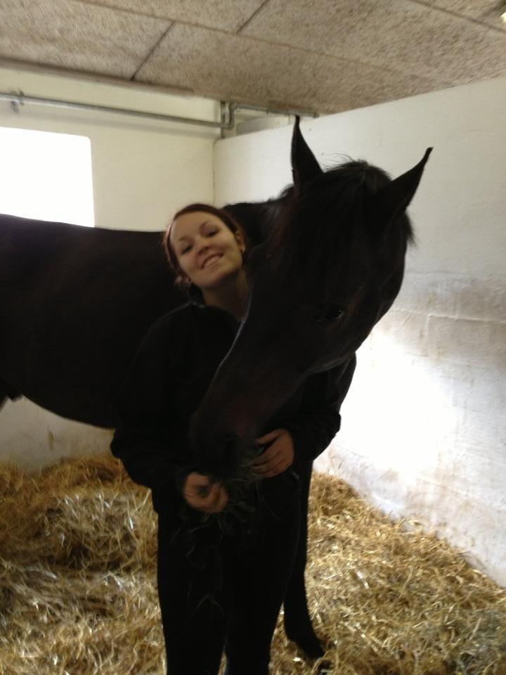 Dansk Varmblod Renoir - Så er du endelig kommet hjem til mig! Søde hest <3 billede 2