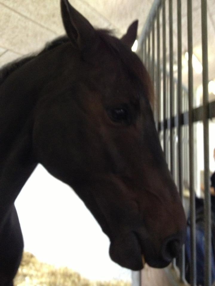 Dansk Varmblod Renoir - Det hele er så spændende! hihi :-) billede 4