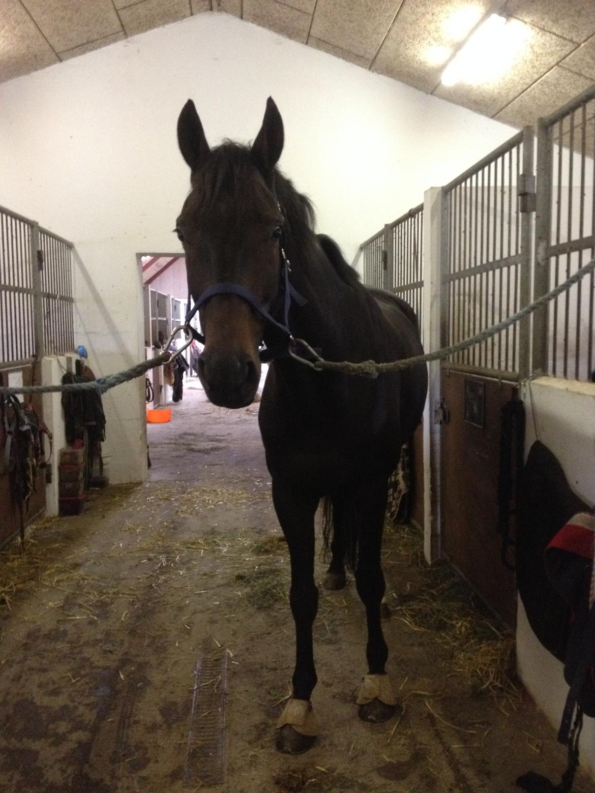 Dansk Varmblod Renoir - Så er vi klar til den allerførste ridetur på den nye rideskole. :-) billede 3