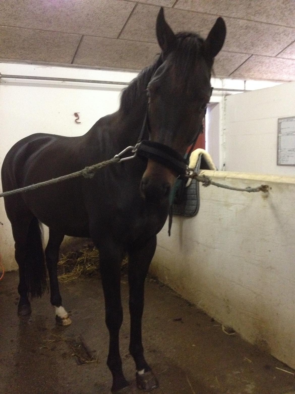 Dansk Varmblod Renoir - Jeg tigger lige lidt! ;-) billede 5