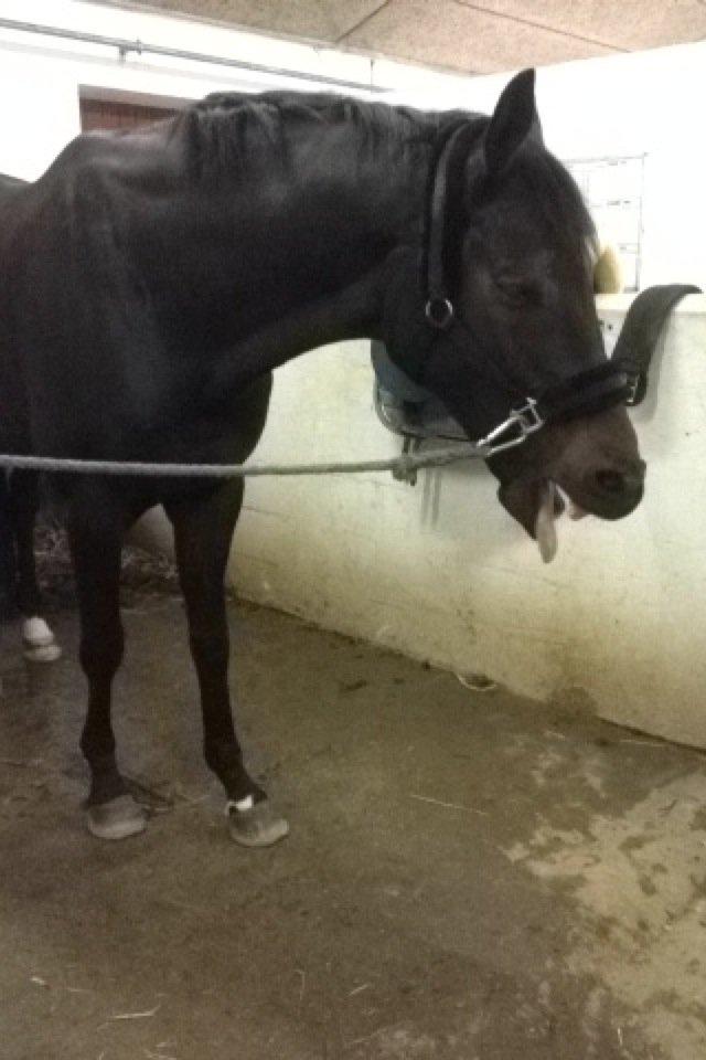 Dansk Varmblod Renoir - Puuuha en hård ridetur siger Renoir! haha :-) billede 7