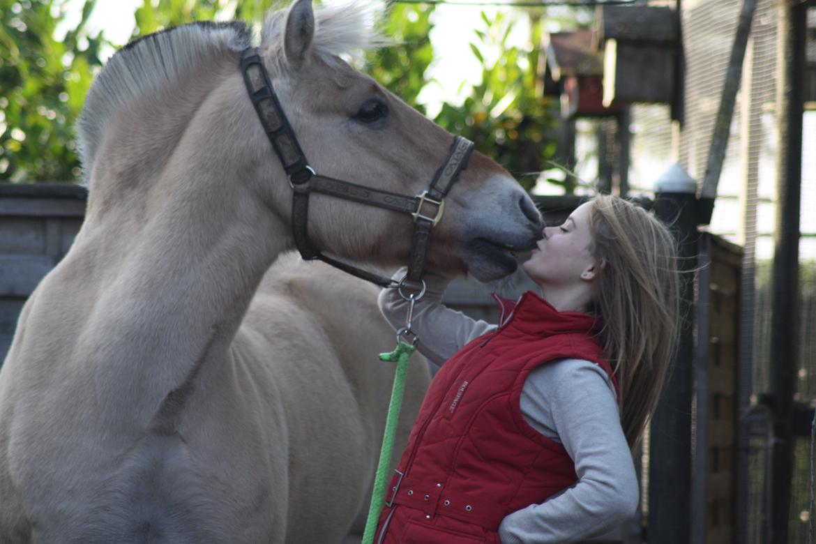 Fjordhest Arkibald - Kyyyyyys billede 15
