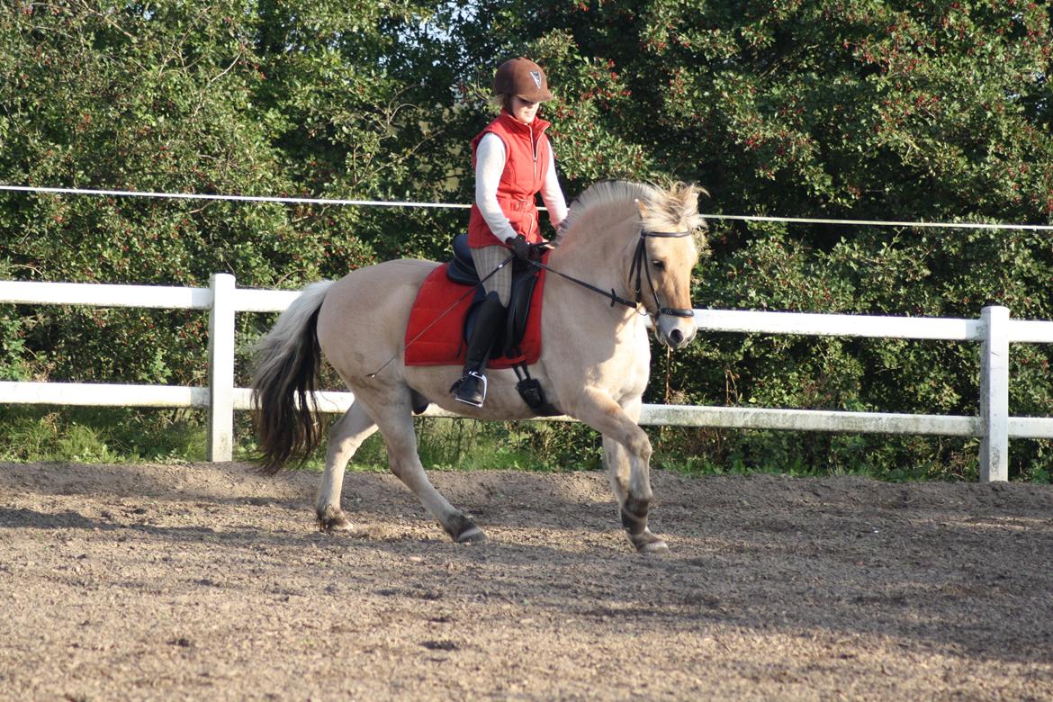 Fjordhest Arkibald - Galop 03-10-2013 billede 9