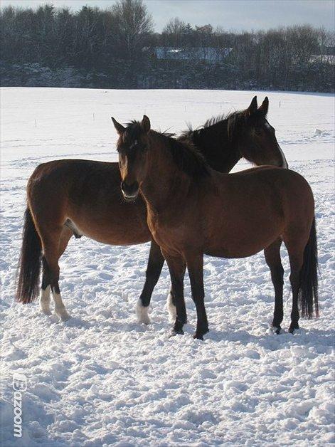Dansk Varmblod Van Gogh - Gokke og Lola billede 7