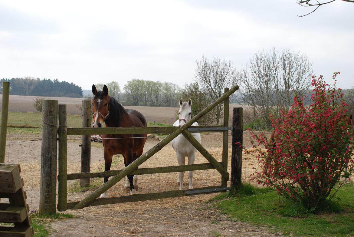 Dansk Varmblod Van Gogh billede 6
