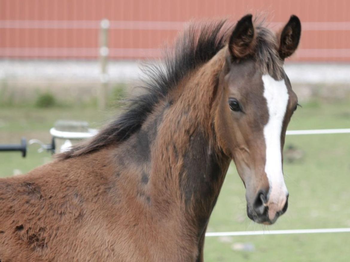 Dansk Varmblod Sastian billede 5