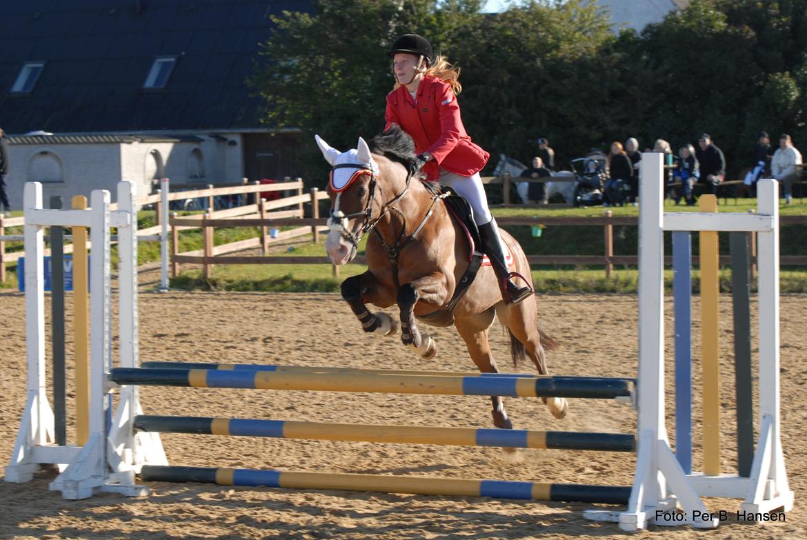 Welsh Cob (sec D) Lindberg (DEN) Nobleman - Elsker dig♥♥ billede 1