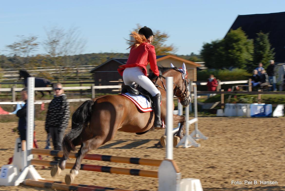 Welsh Cob (sec D) Lindberg (DEN) Nobleman - My Best Friend :-* billede 15