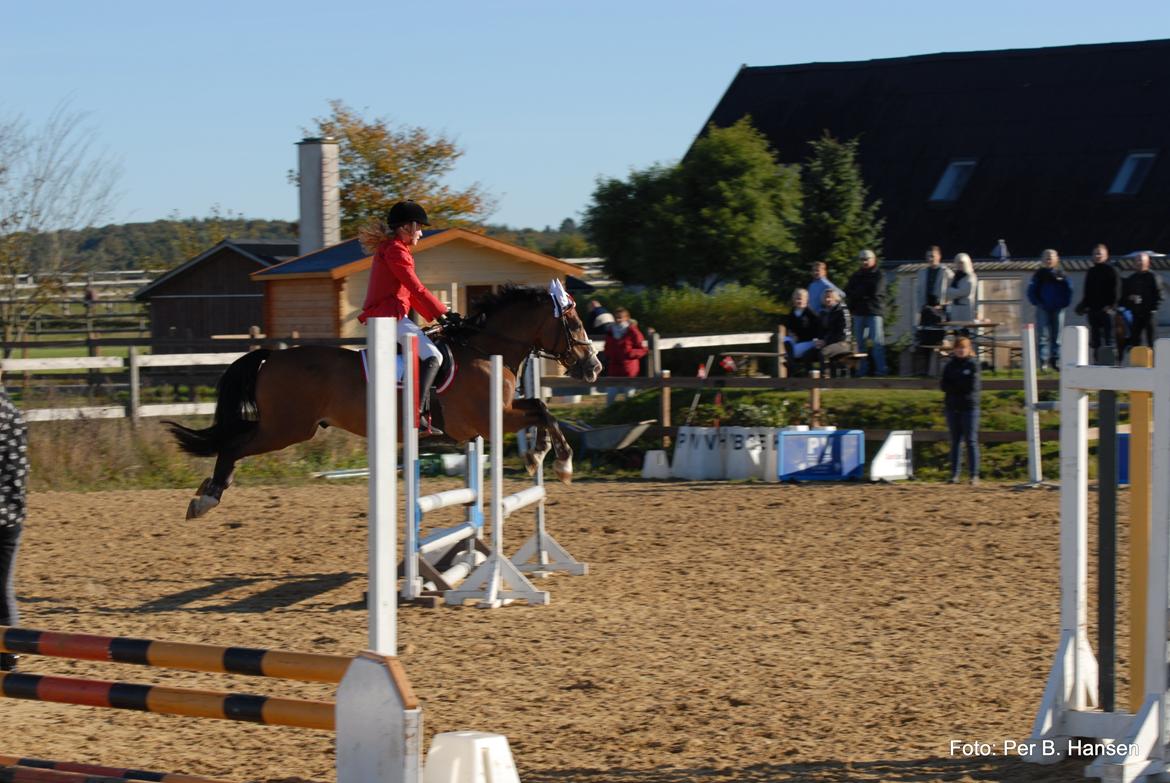 Welsh Cob (sec D) Lindberg (DEN) Nobleman - Fordi vi kan flyve billede 16