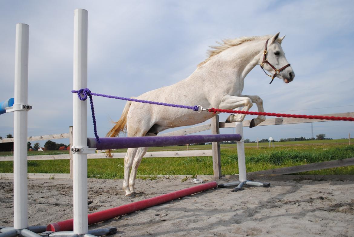 Welsh Pony (sec B) Lintelo Gratitude  (SOLGT) billede 10