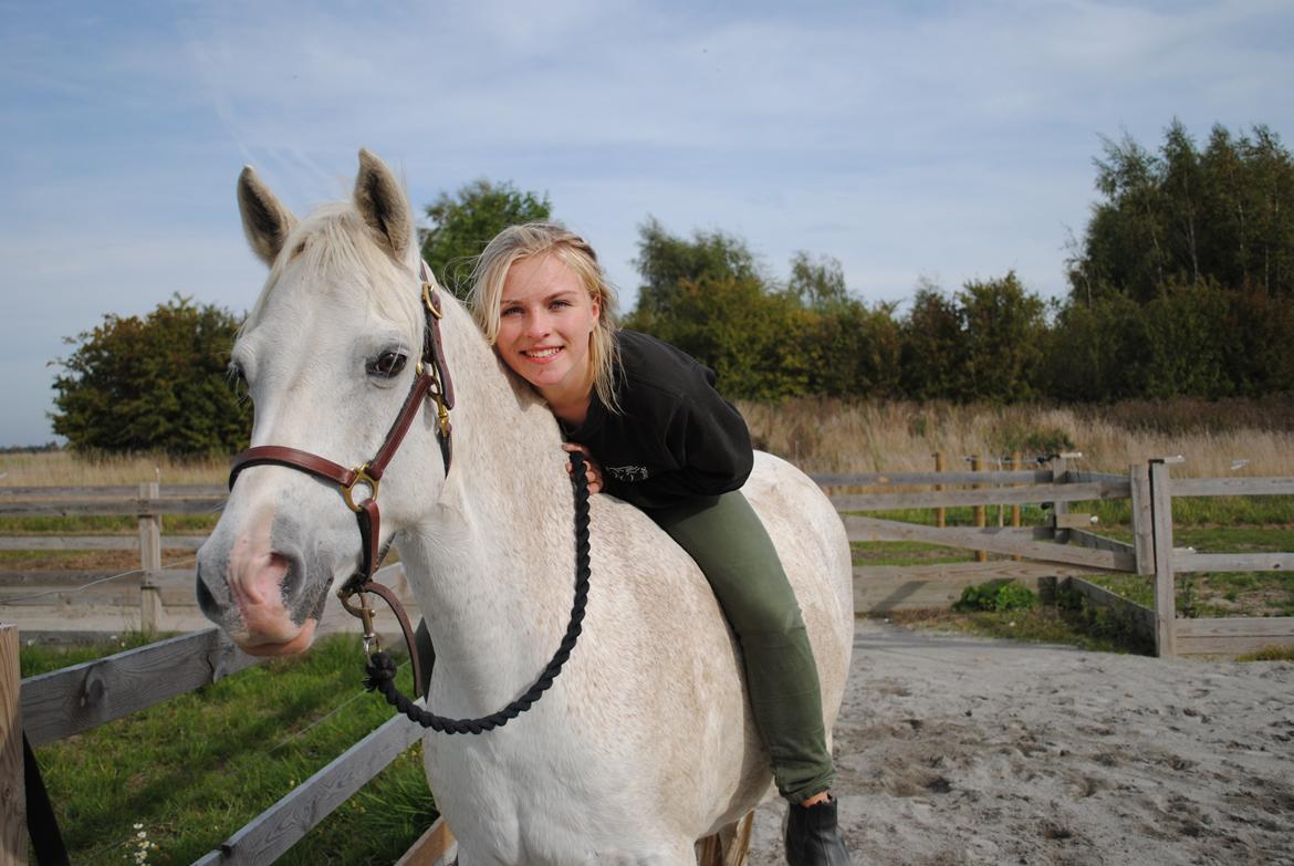 Welsh Pony (sec B) Lintelo Gratitude  (SOLGT) billede 11