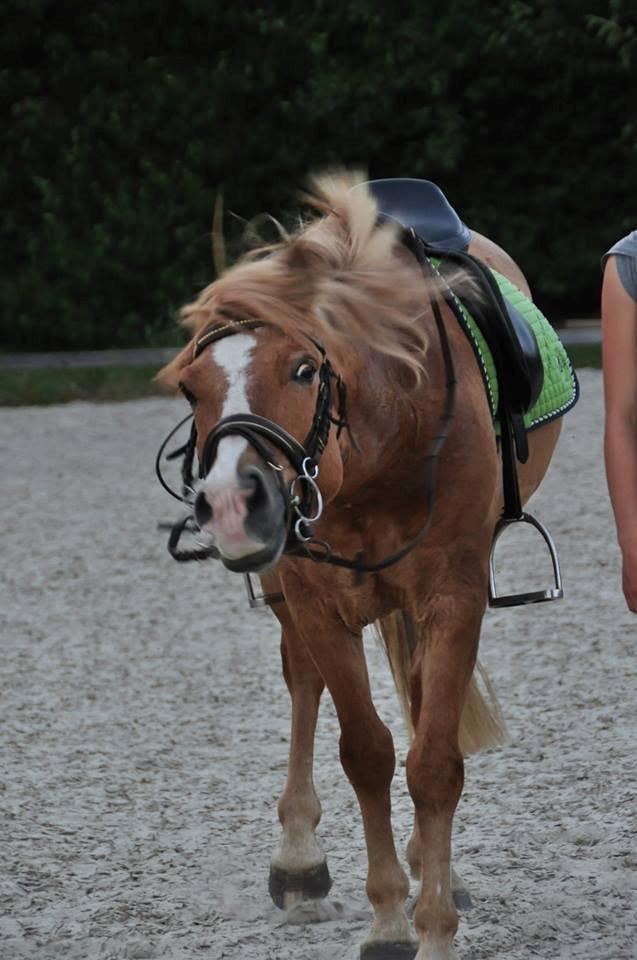 Anden særlig race Buster (Goise) billede 21