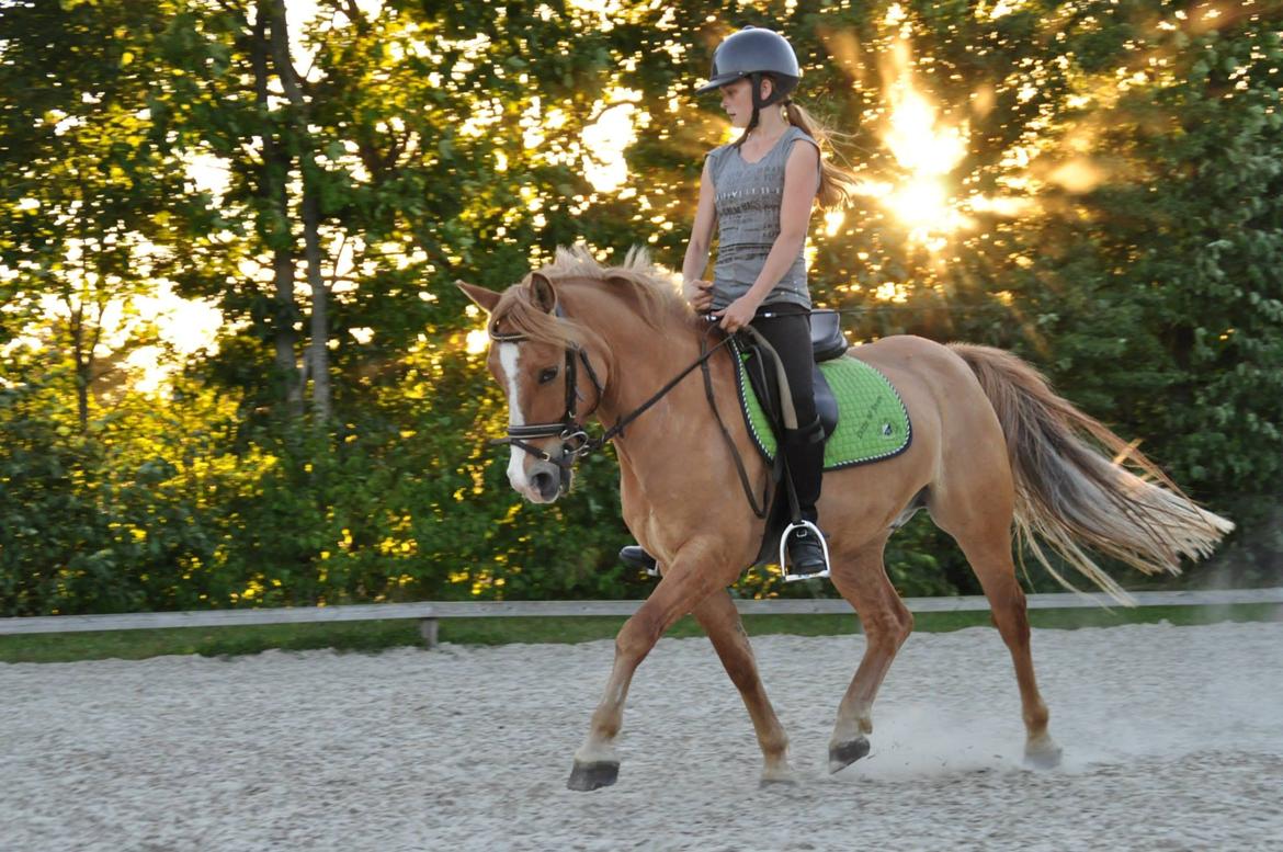 Anden særlig race Buster (Goise) billede 24