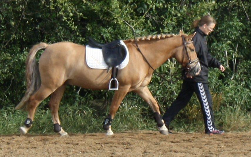 Anden særlig race Buster (Goise) billede 26