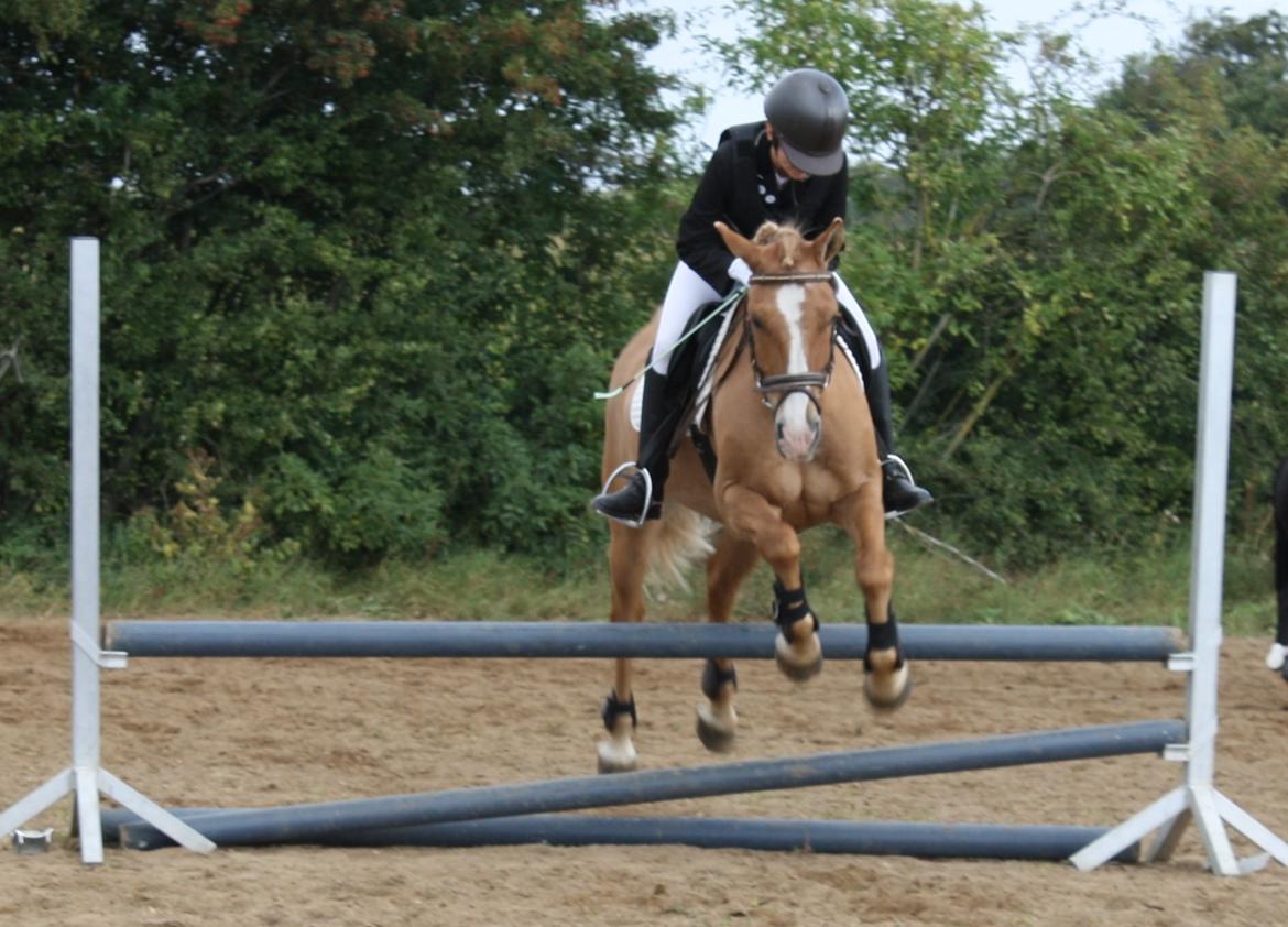 Anden særlig race Buster (Goise) billede 28