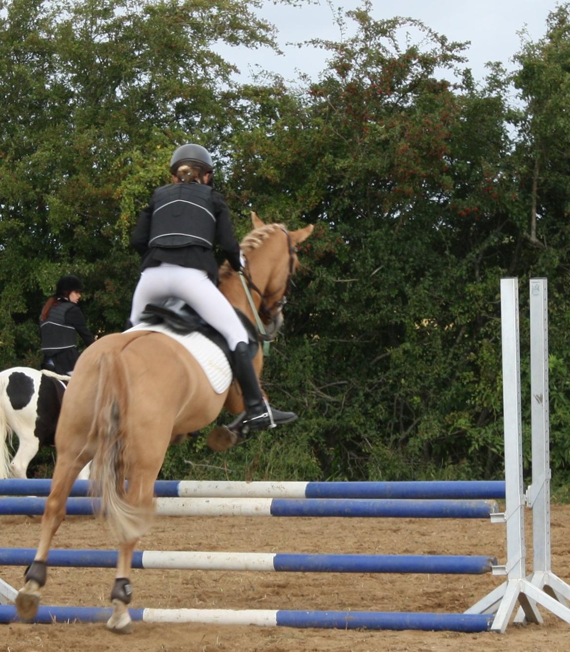 Anden særlig race Buster (Goise) billede 29