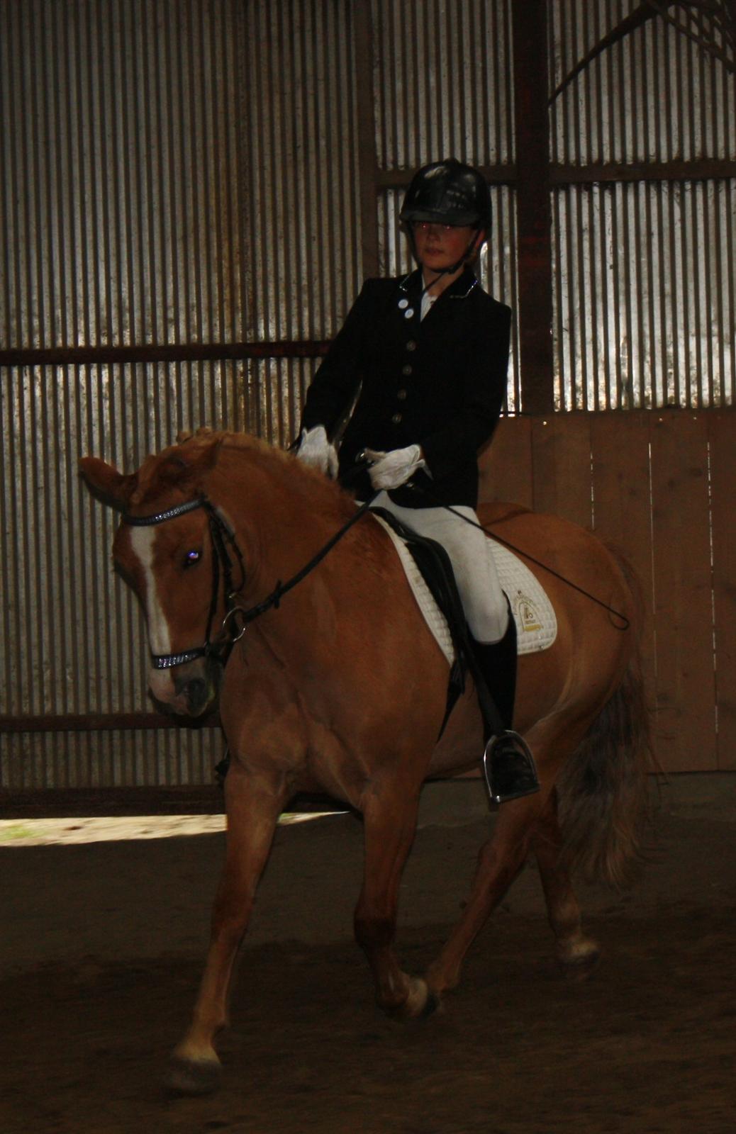 Anden særlig race Buster (Goise) billede 32