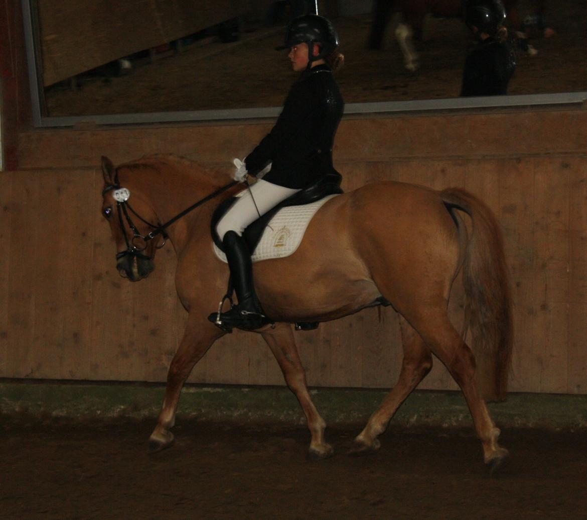 Anden særlig race Buster (Goise) billede 33