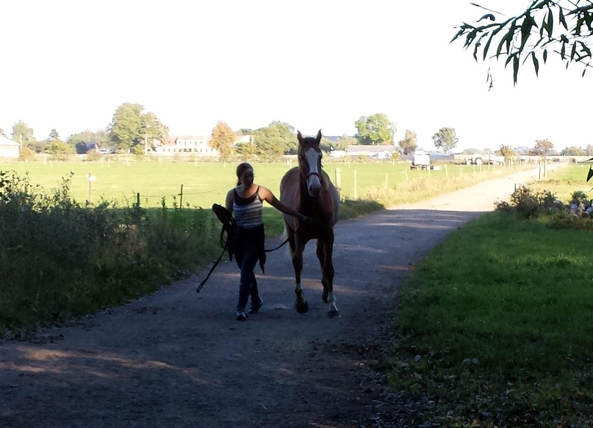 Knabstrupper Brigitta af Dutterup billede 13