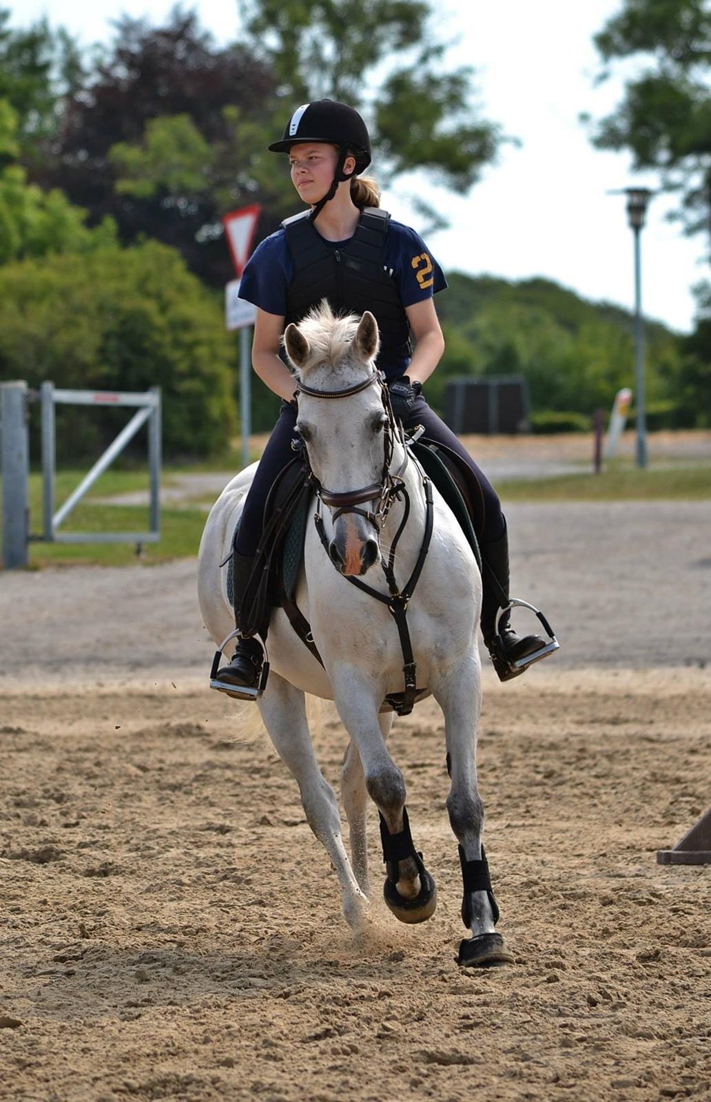 DSP Chanau Venture B-pony - Vilhelmsborg - Fotograf: Nikoline Carlsen billede 13