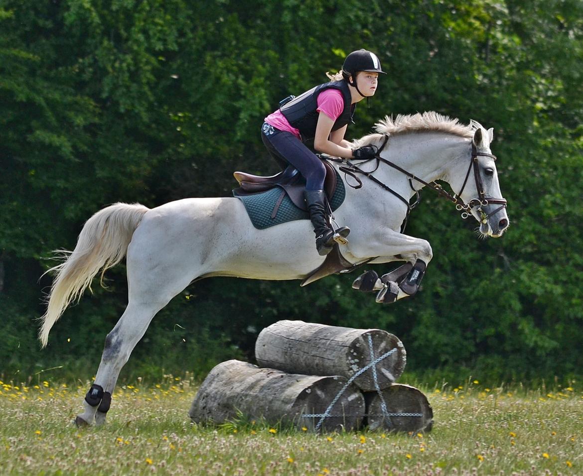 DSP Chanau Venture B-pony - Military på Vilhelmsborg - Fotograf: Nikoline Carlsen billede 14